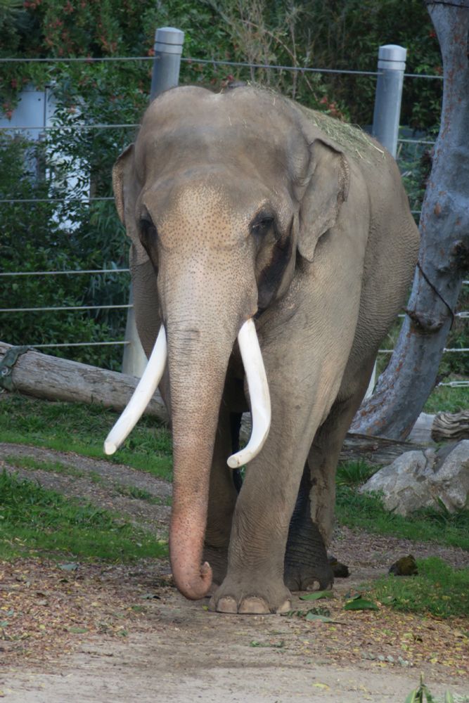 A male Asian elephant with long tusks is walking toward the camera. He has draining cheek glands and has been urinating on his back legs, indicating he is in musth.