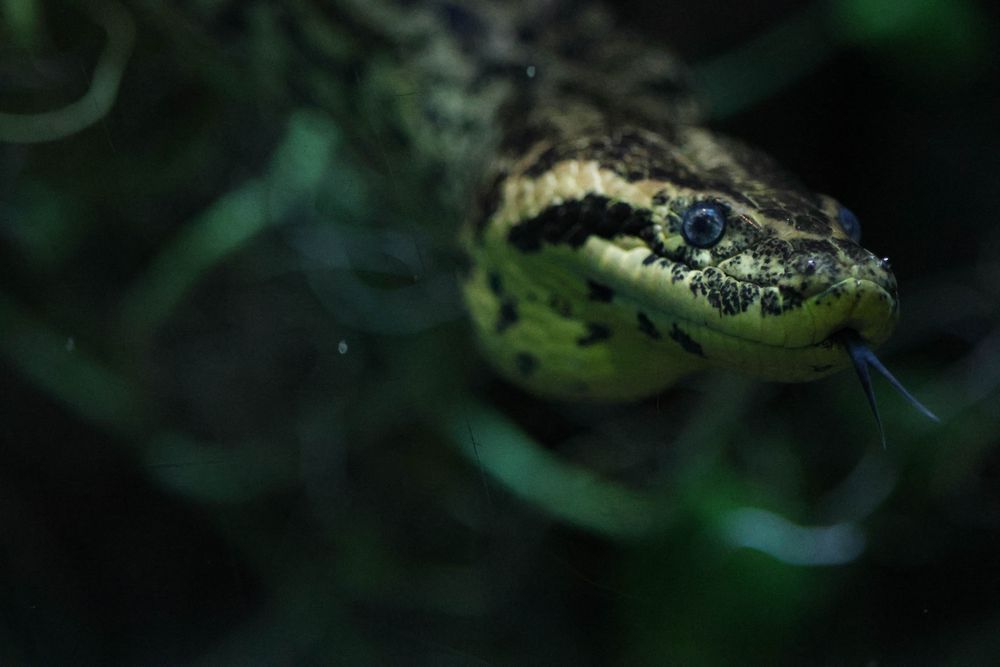 A photo of a swimming yellow anaconda. It is completely underwater, moving towards the camera, with tongue out. It has oddly blue eyes and a pouched throat. 
