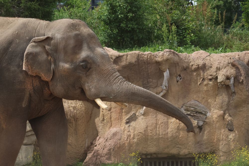 A male Asian elephant with short tusks is standing in front of a rock-textured concrete wall with his trunk extended.