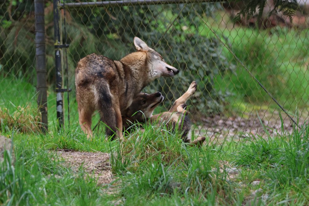 Two red wolves interacting in grass. The bottom one is mid roll-over, legs akimbo, making a silly face. The one above it appears to be turning its head in response