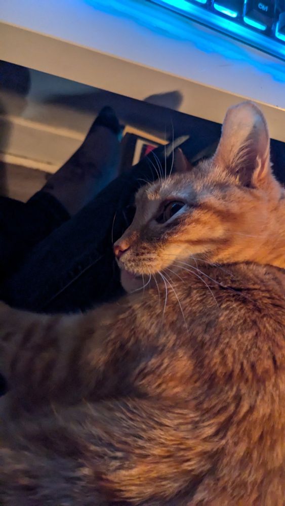 Orange cat lying on a person's lap. 