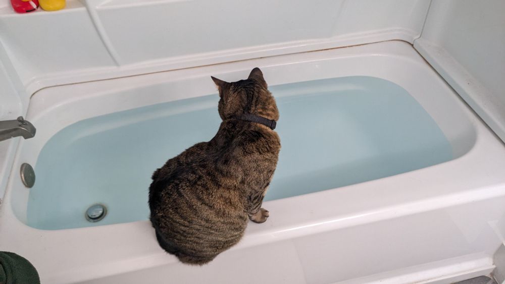 A brown tabby cat looking down at a full bathtub. 
