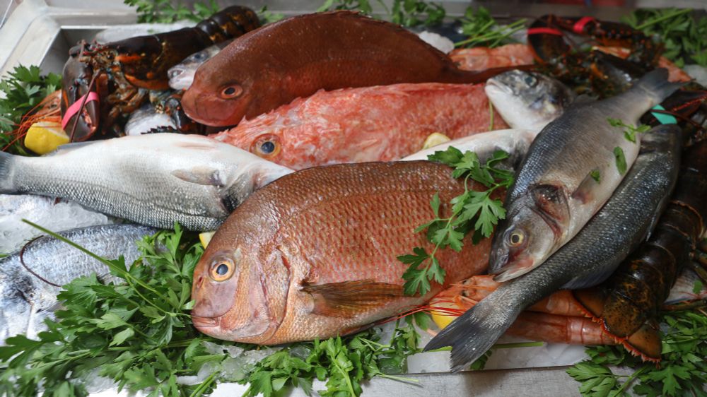 Several species of fish and marine life on display at the locanda dei pescatori, Monopoli