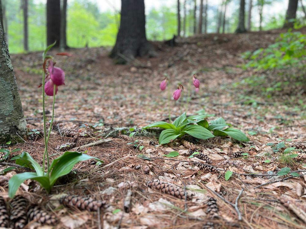Close up photograph of two lady slipper blossoms with 3 more blossoms in a plant further away. You can see the nearby trees with the more distant ones above a near horizon.