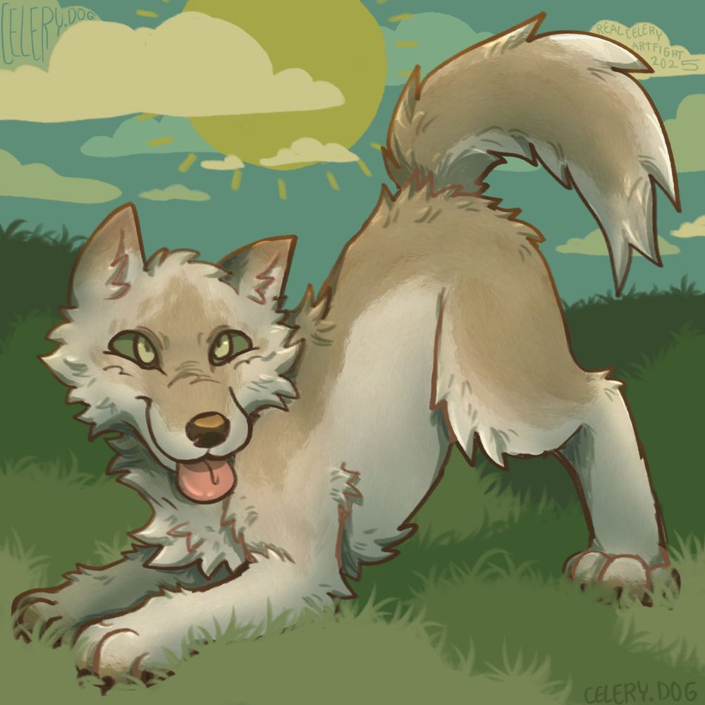 some sort of white and brown canine in a playful pose, blepping in a grassy field