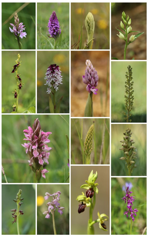 Common Spotted, Southern Marsh - praetermissa, a budding Lizard, White Helleborine;
Fly, Burnt, Military, Common Twayblade;
Early Marsh - incarnata, a budding Chalk Fragrant, Frog;
Man, a pale Green-winged, Early Spider & Early Purple 🙂