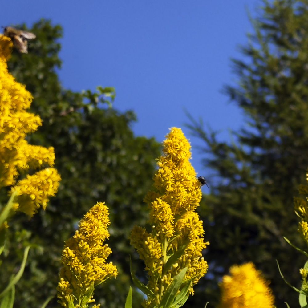 青空の下、八島ヶ原湿原の遊歩道沿いに咲く鮮やかな黄色い花。その花に蜜を吸いにきた虫の姿が写る初秋の風景。
Vivid yellow flowers blooming along the boardwalk in Yashimagahara Marsh under a clear blue sky, with an insect gathering nectar—a scene capturing the early autumn atmosphere.