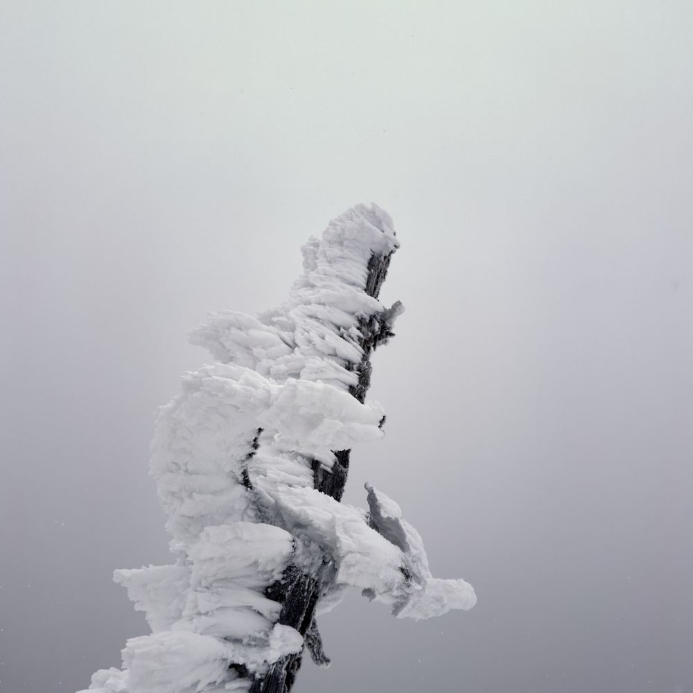 霧に包まれた冬の志賀高原で、風に彫られた樹氷が羽根のように張り付いた枯れ木の枝が斜めに突き出すミニマルな情景。
- Minimalist winter scene in Japan’s Shiga Highlands: a dead tree branch rises diagonally, its surface layered with wind-carved rime ice that looks like feathers, set against a fog-shrouded pale-grey sky. -