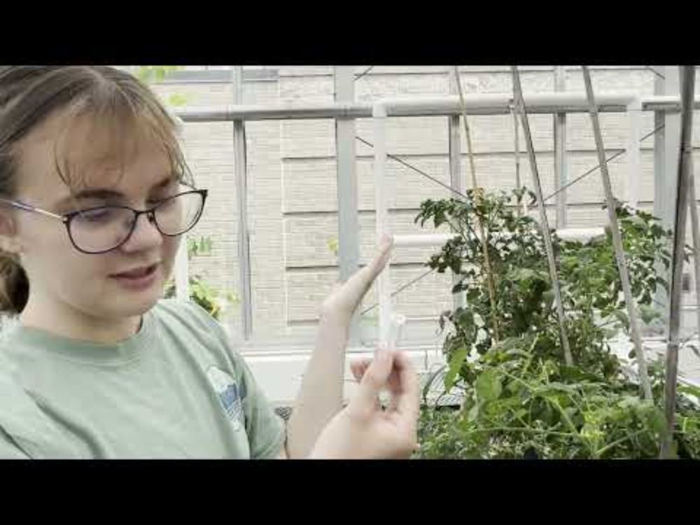 How to Cross Pollinate Tomatoes!