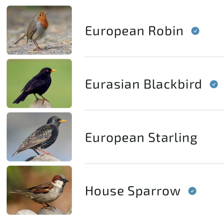 Merlin Bird App, robin, blackbird, starling, sparrow 