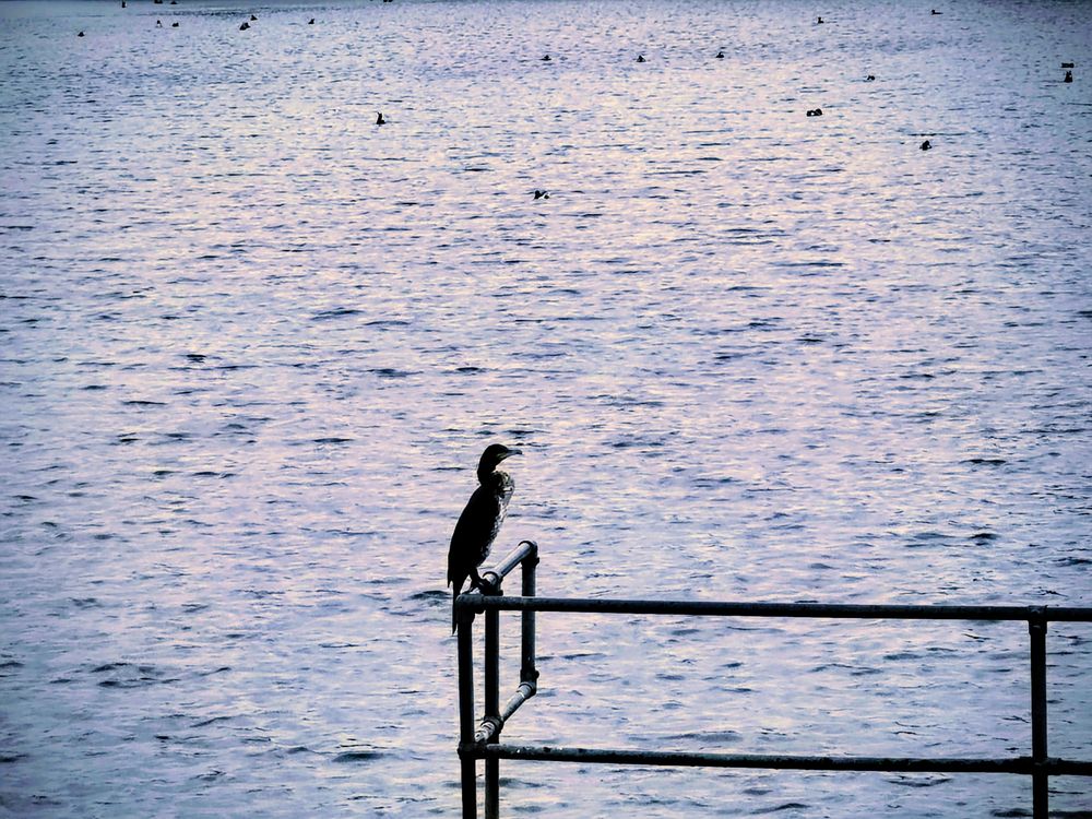 A cormorant sunning itself on a railing, water behind 