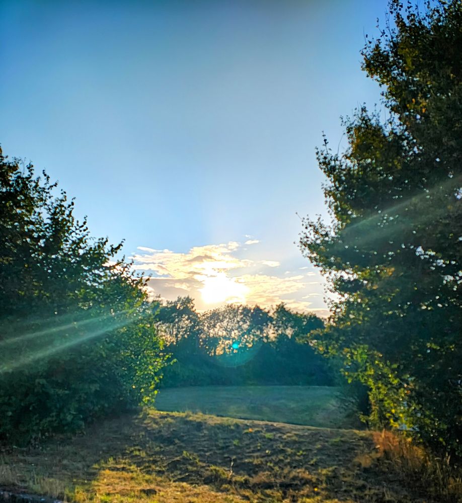 The sun setting behind trees. Sunbeams go across the photo. There's a patch of grass at the front 