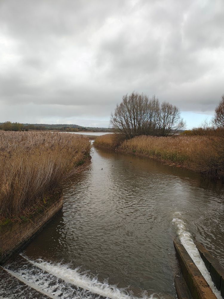 Part of the reservoir, many cormorants swimming about 