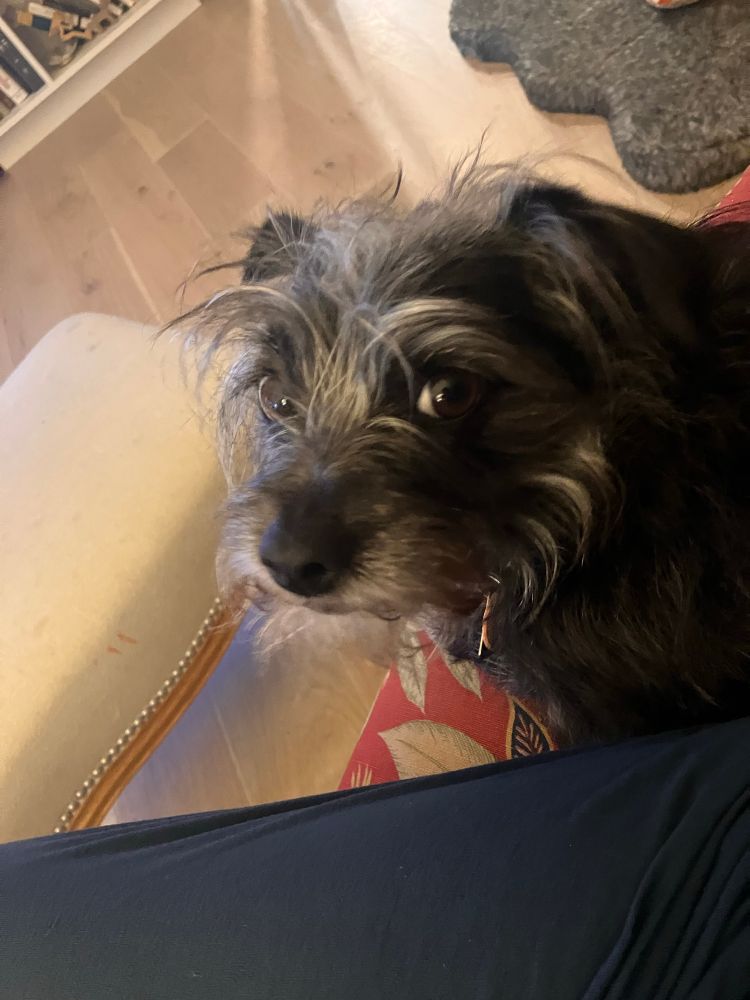 Small Black doggo. Looks guilty of something. 