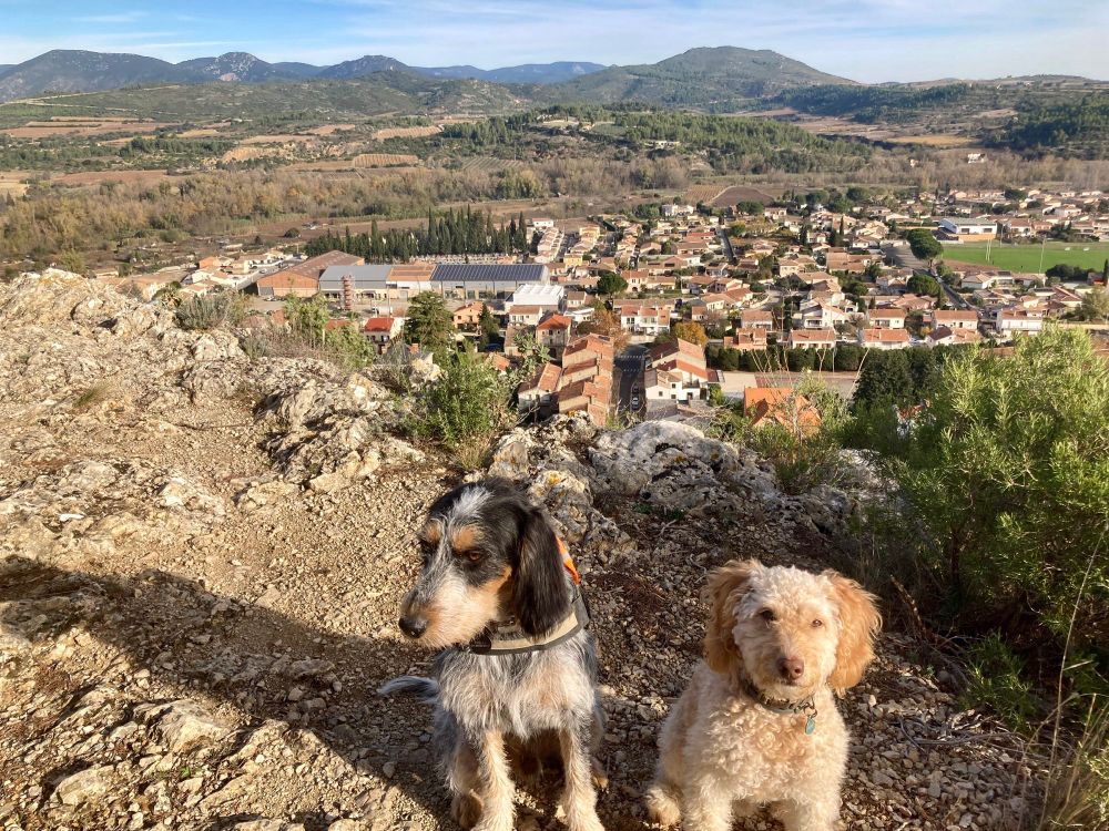 Two dogs, astonishingly and uncharacteristically well-behaved, sitting on a rocky outcrop overlooking a village with rolling hills in the background on a sunny autumn day. 