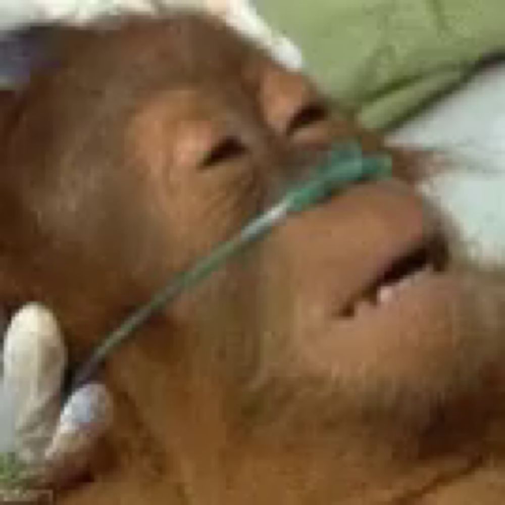 a close up of a monkey wearing an oxygen mask