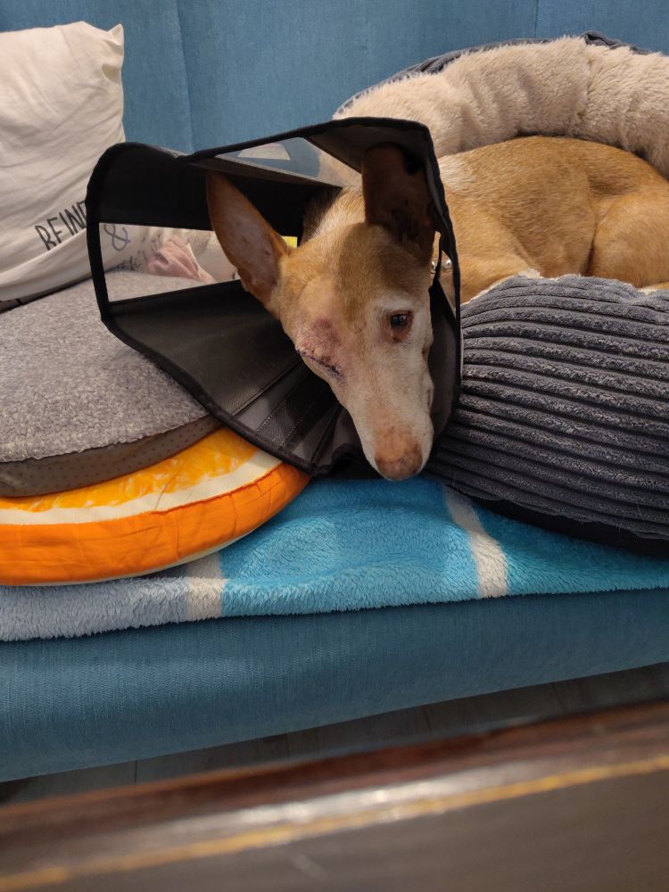 Kleiner Hund mit Schutzkragen und OP Naht liegt zwischen Kissen auf dem Sofa.