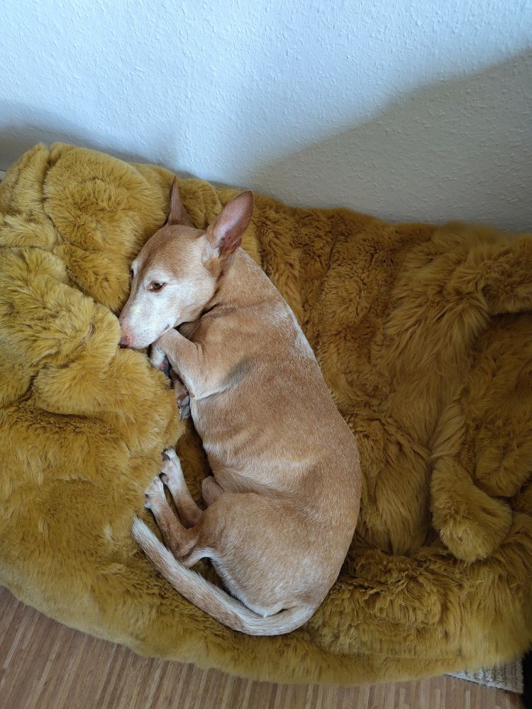 Brauner Hund liegt auf seiner rechten Seite auf einem braunen Kunstfellkissen.