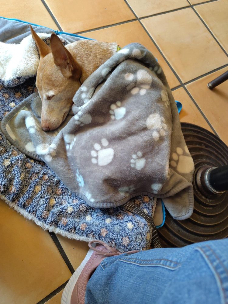 Kleiner braun weißer Hund liegt in einem Café auf einer Decke und schläft zugedeckt zu meinen Füßen.