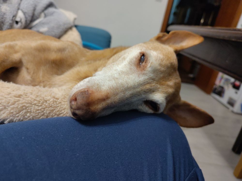 Kleiner braun weißer Hund liegt auf einem Kissen auf dem Sofa. Sein Kopf liegt auf meinem Bein, sein Augen sind halb geschlossen.