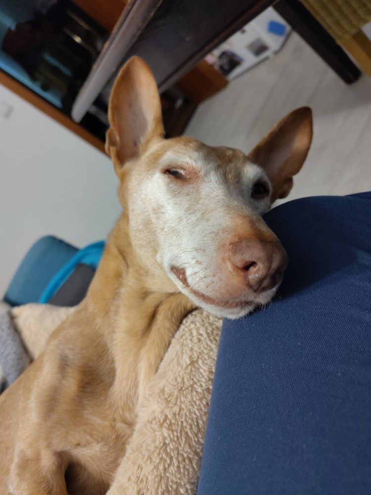 Hundekopf liegt auf einem Kissen und meinem Bein.