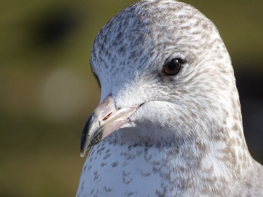 A close up of a sun lit juvenile ring-billed gull. It's white head and neck are heavily speckled with grey and its black eye looks out over a long yellow bill with a solid black tip.