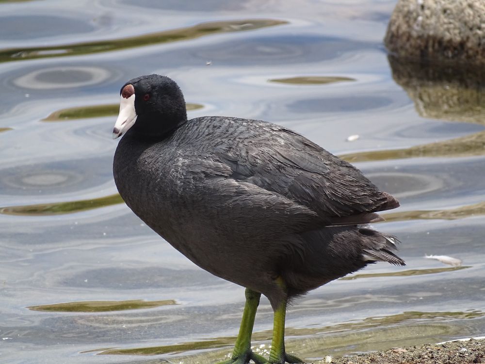 A round black American Coot stands on the sandy shore of the lake, it's thick yellow legs holding up the bulky body. A white beak with small black band on the tip gleams in the sunlight with the distinctive red spot on its forehead matching the small red eye. The green/yellow lobed feet are out of view below the image.