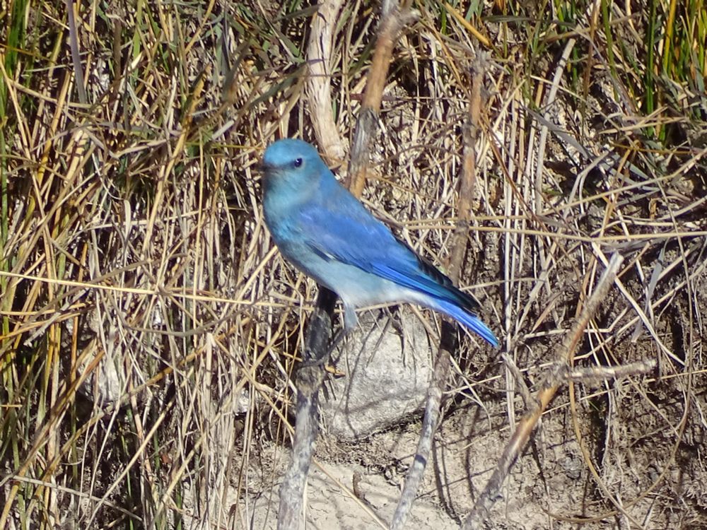 Against a background of winter bare brown and tan twigs and leaves and dried mud, a small brilliant blue bird perches upright on a stick, his feathers bright in the clear sunlight.l