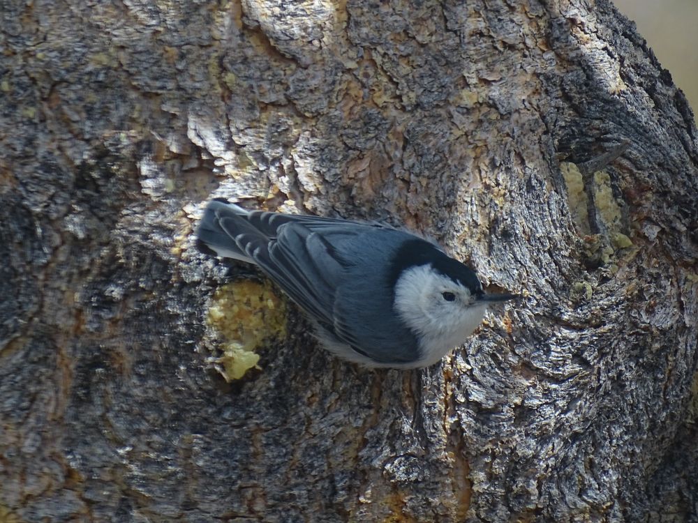 A tiny grey, white, and black White-breasted nuthatch clings sideways to the bark of a pine tree. The distinctive black stripe over the top of the white head goes down the back of the neck and joins the grey back. A small black eye and pointy slim beak stand out from the white face.