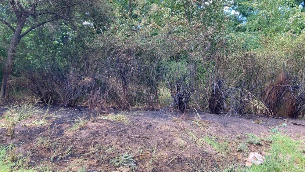 Die Vegetation der Böschung ist abgebrannt. 