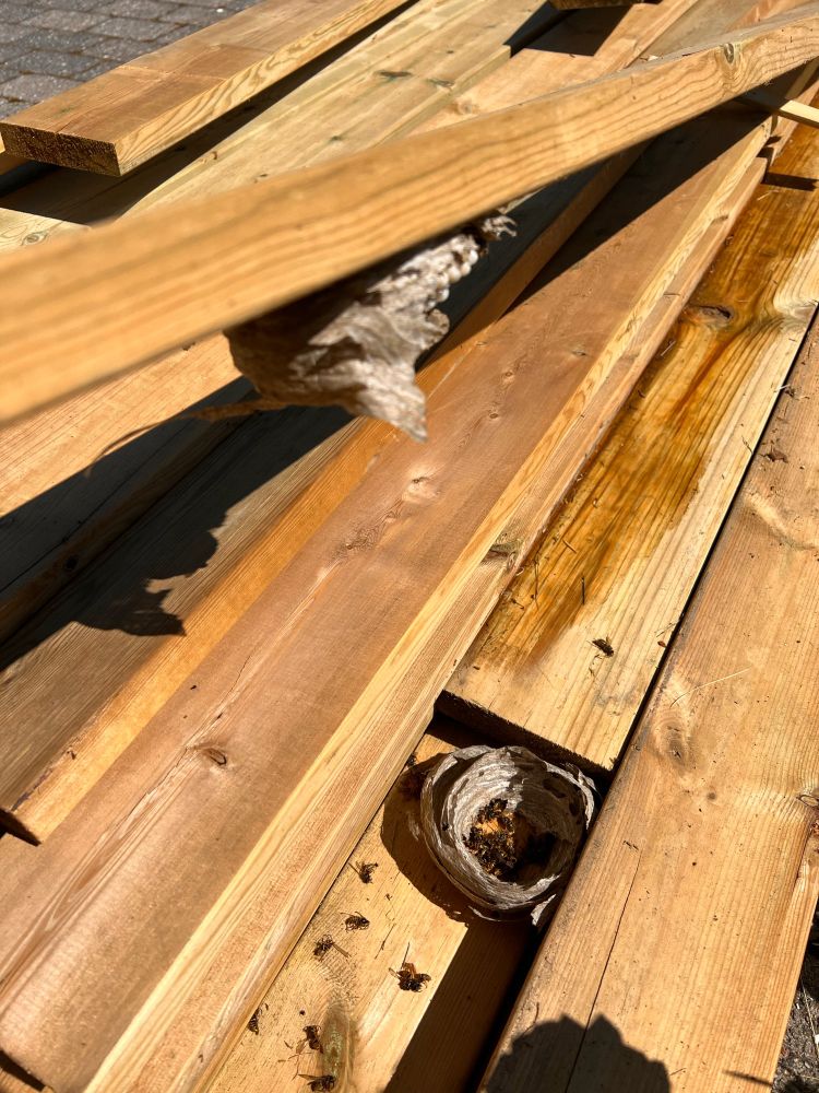 Kvepsebol mellom plankar. Dødt.