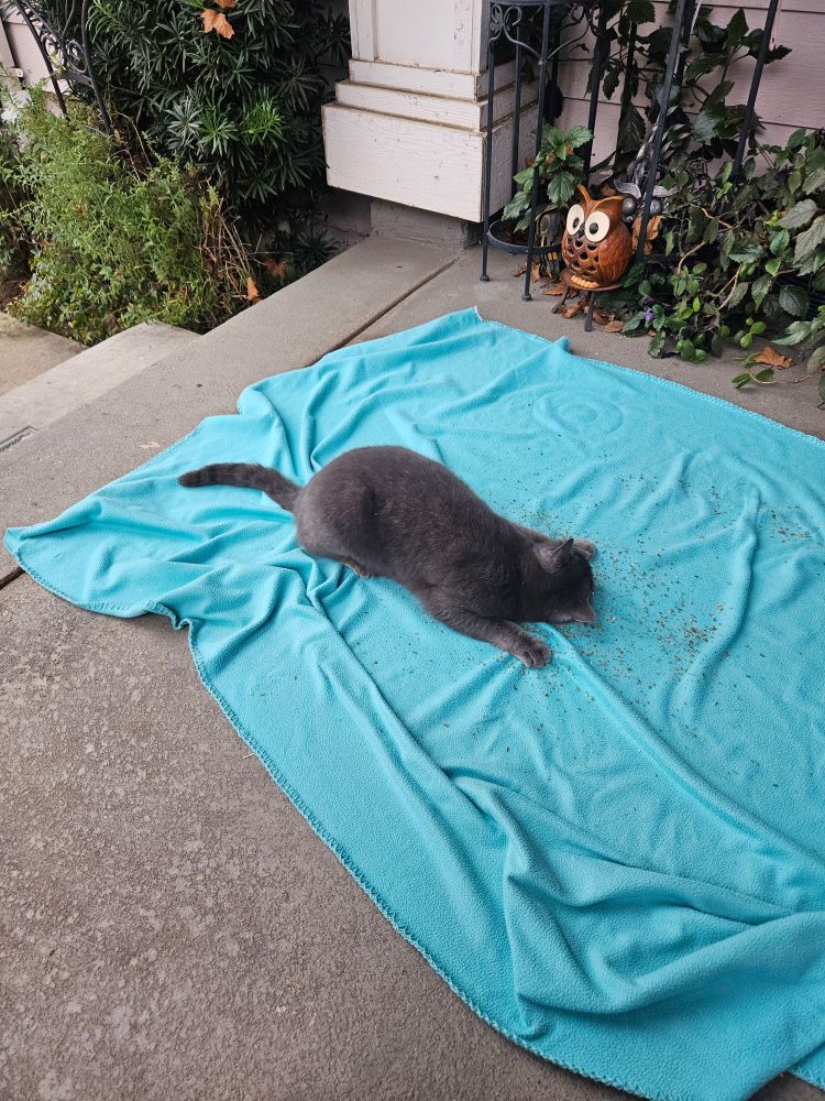 Grey cat on teal blanket eith catnip all over cat and blanket