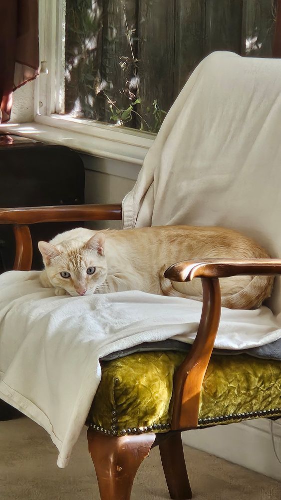 White cat resting on heating pad with blanket setting on green chair