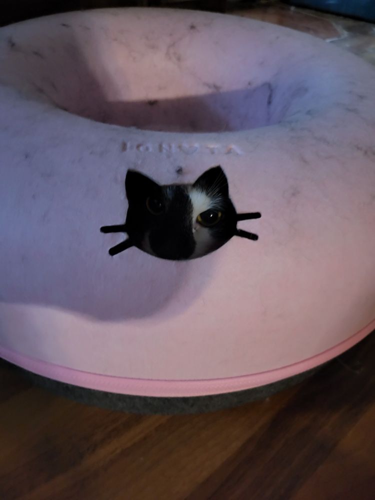 Cat peeking through hole in donut tunnel toy