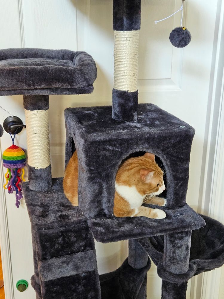 Orange cat sitting in dark gray cat tree facing away from the camera