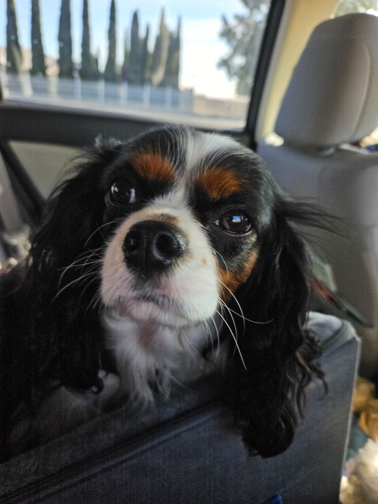 Small black white and tan dog riding in a gray dog car seat.  Lily the dog is staring at the camera.  The rest of the interior of the car can be seen in the background.