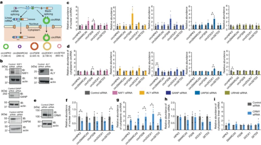 Nuclear export of circular RNA - Nature