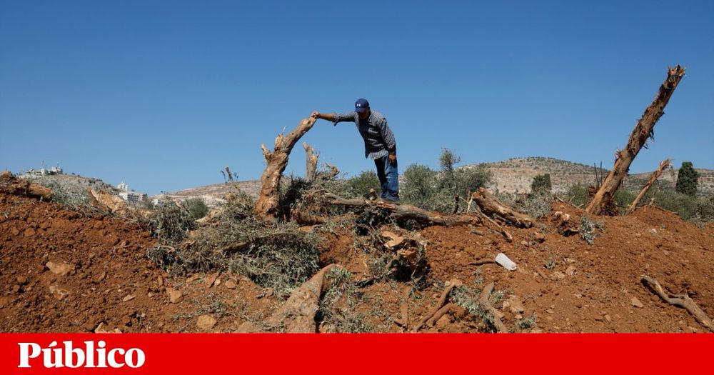 Desde quinta-feira, pelo menos 30 hectares de oliveiras foram destruídas em Al-Mughayir, cercada pelo Exército enquanto escavadoras pavimentavam uma estrada entre colonatos.