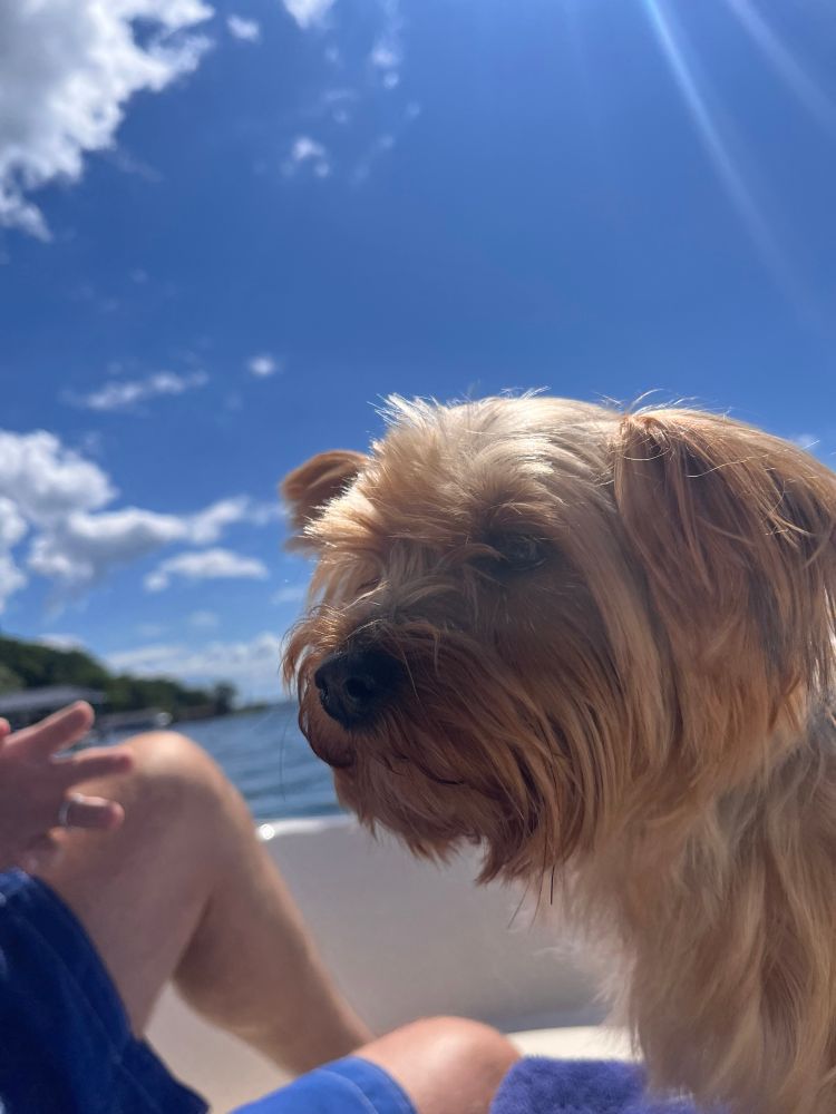 Frisky the dog looking majestic on a boat. 