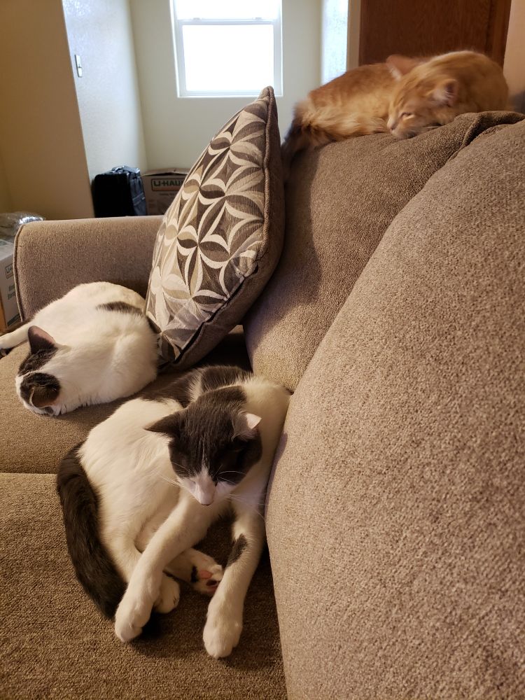 The other end of the sofa I'm sitting on. White and gray Jose is closest, curled with his front legs stretched out. Behind him is similarly colored Zooey, lying on his side. Orange tabby Luca is on top of the backrest. 