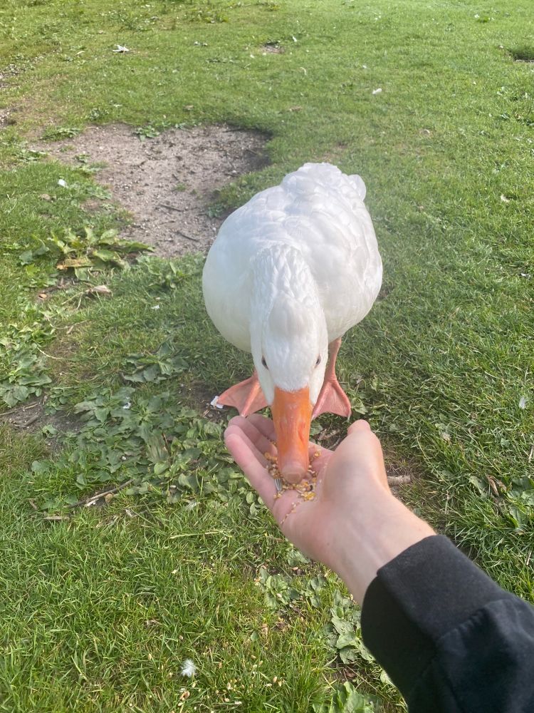 my little white emden goose 