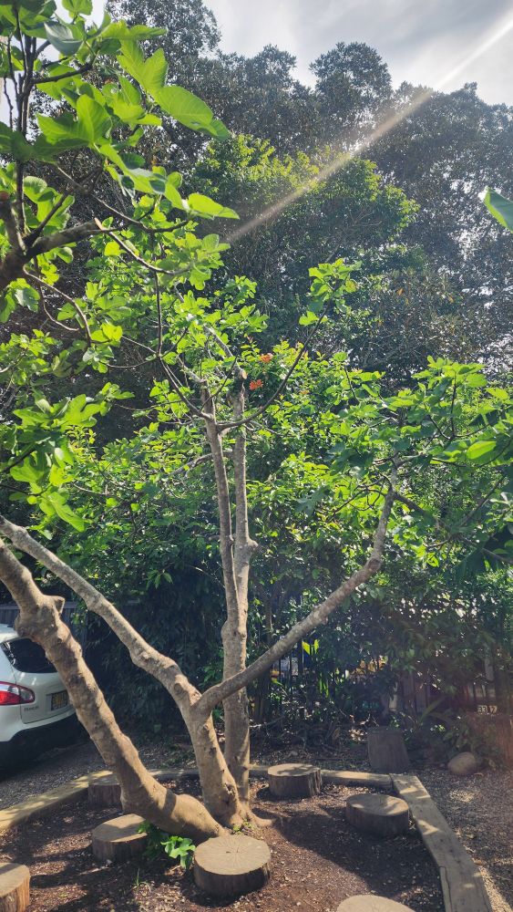 A small tree laden with fresh green leaves 