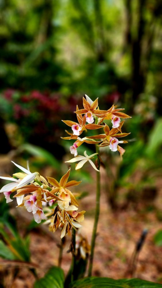 Spikes of brown, cream and pink flowers against a blurred forest background 