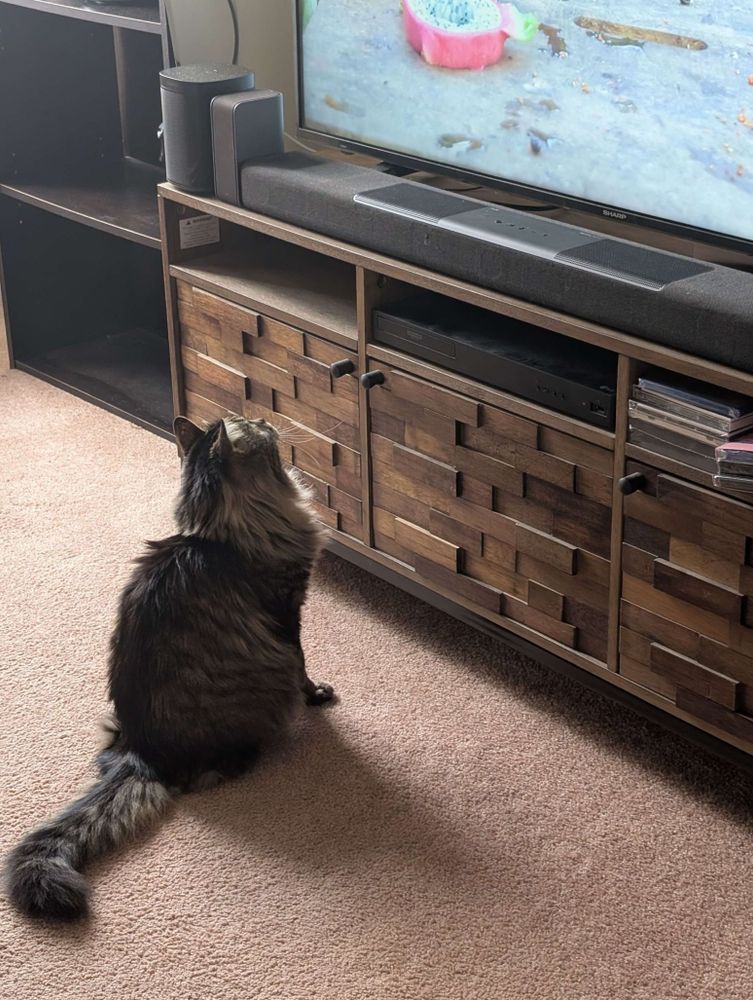 a long-haired brown tabby cat watching tv.