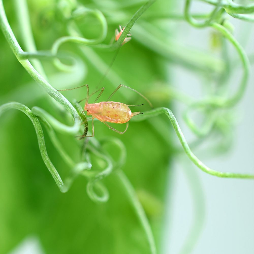 Un puceron (Acyrthosiphon pisum), adapté à la luzerne tente de se nourrir sur une plante de pois. Photo : INRAE, Stéphane Jumel