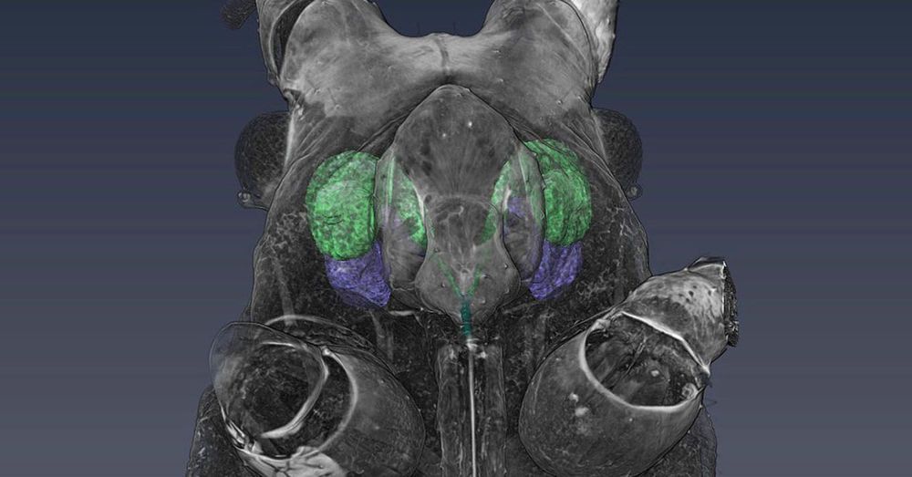 Visualisation en transparence des organes retortiformes dans la tête du puceron du pois. 
Image 3D obtenue par microtomographie au rayonnement synchrotron, montrant les glandes sécrétrices des stylets (en vert et en mauve) à travers la tête du puceron du pois rendue semi-transparente. Cette visualisation permet d’observer la position des 4 glandes en expansion dans la tête avant synthèse des stylets adultes.  
Photo : copyright INRAE, Bastien Cayrol