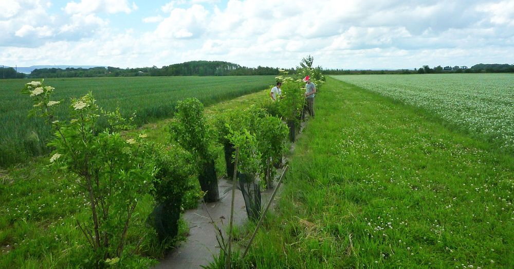 Insertion de plantes de services en bordure de champ sur le site expérimental INRAE à Bretenière.
Photo : INRAE, Frédéric Suffert