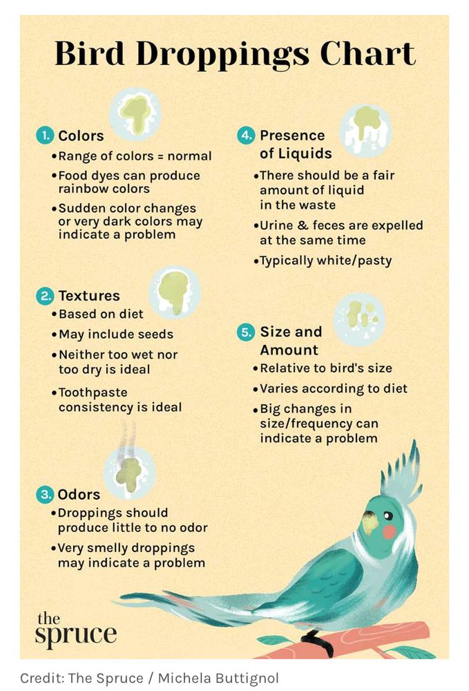 Bird poo chart 