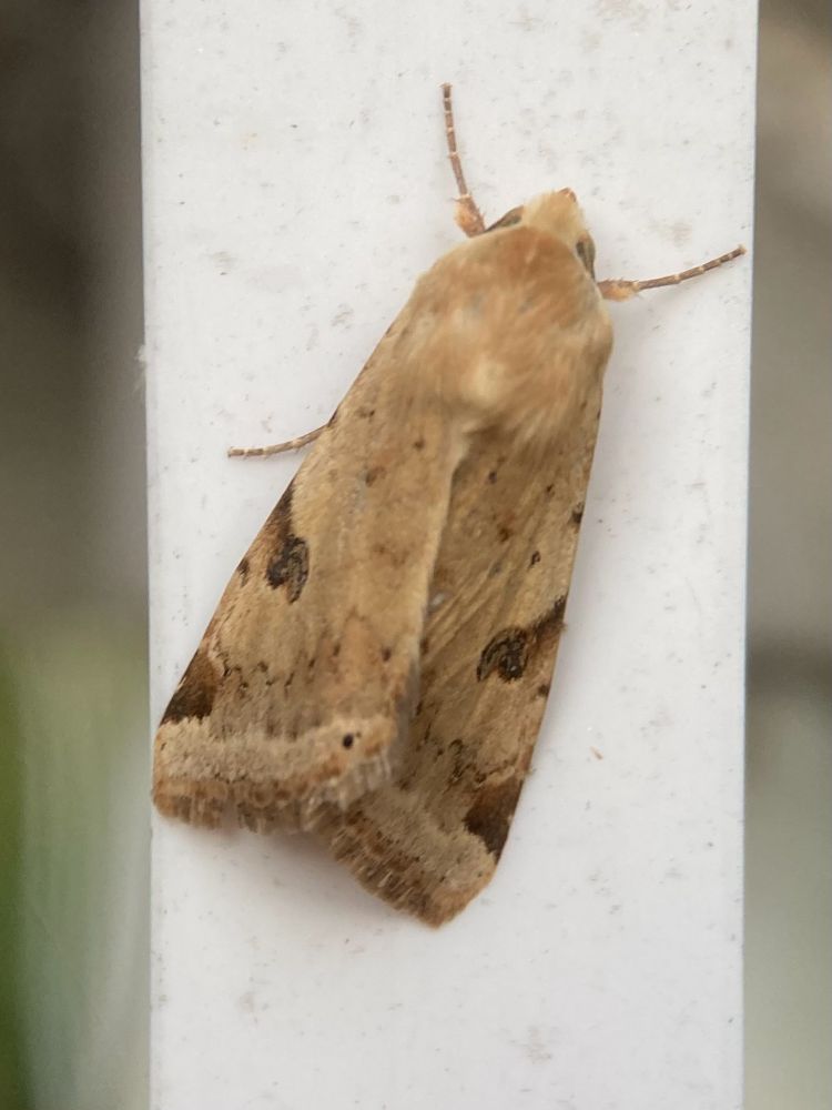 Bordered straw