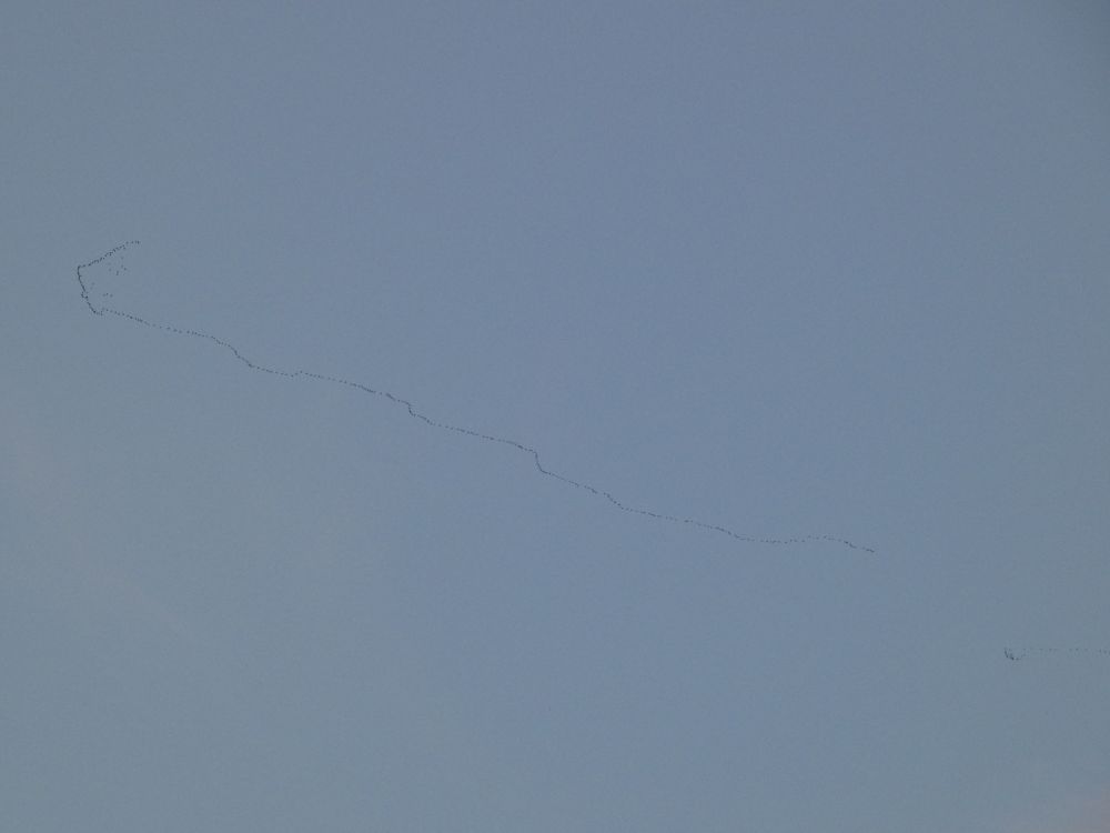 Common scoter flock